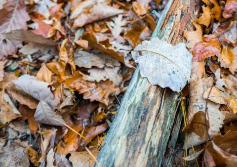 JUST A LEAF Stock Photos