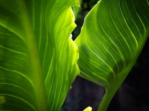 Just leaves Stock Photos