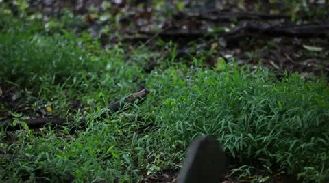 Just married 2 動画素材 10560235