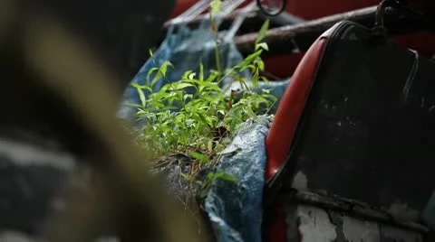 Just married 4 Close up 動画素材 10560221