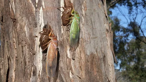 Just molted green and brown colour cicadas on a tree trunk Stock Footage 141178249