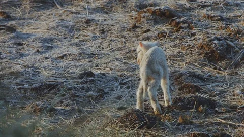 Just newborn lamb does its first steps and cry, new life 스톡 동영상 74087532