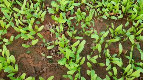 Just now germinate Spinach vegetable in garden Stock Footage 208866822