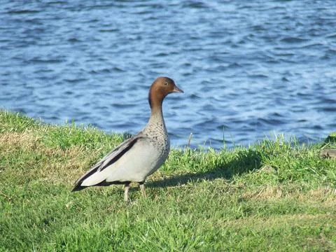 Just one duck. Stock Photos