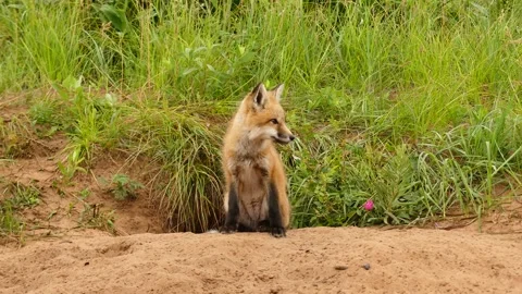 Just Out of the Fox Hole, Red Fox Kit Yawns Looks Around at the World, 4K, audio Video stock 279342545