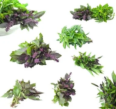 Just picked basil Stock Photos