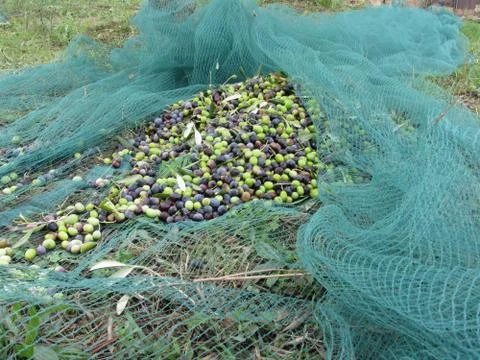 Just picked olives on the net during harvest time . Tuscany, Italy Stock Photos