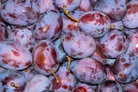 Just picked plums Stock Photos