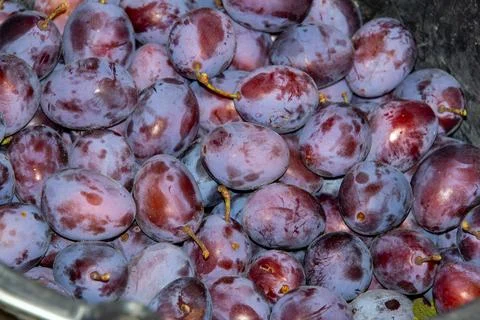 Just picked plums Stock Photos