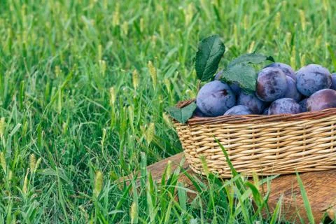 Just picked plums in the wicker baskets on old wooden boards Stock Photos