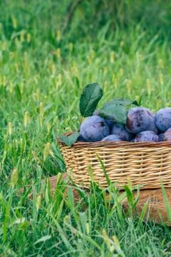 Just picked plums in the wicker baskets on old wooden boards Stock Photos