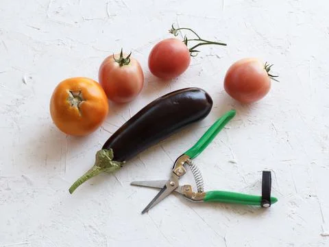 Just picked vegetables on white structured background Stock Photos