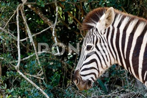 Just a pin sharp Burchell's Zebra Stock Photos