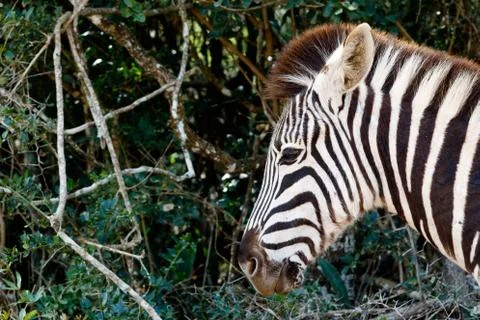 Just a pin sharp Burchell's Zebra Stock Photos