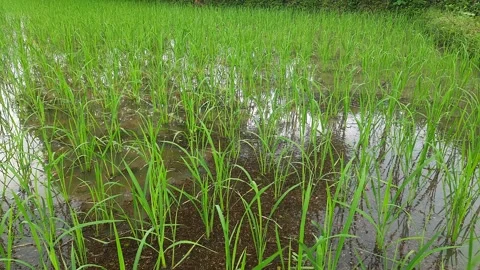Just planted the paddy field. 库存影片 160110970