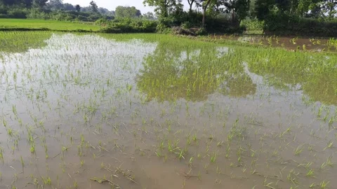 Just planted the paddy field. Stock Footage 204904327