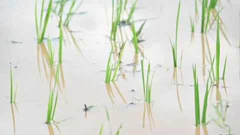 Just planted rice plant. 库存影片 286917502