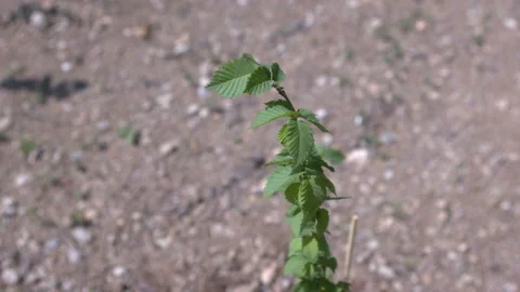 Just planted sapling, tree planting for a sustainable environment Stock Footage 196872947