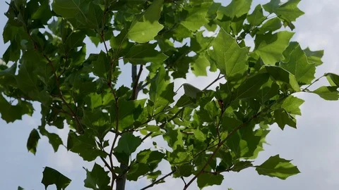 Just planted tree planetree Stock Footage 111975420