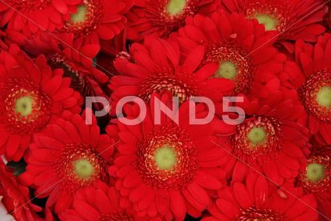Just red gerberas Stock Photos