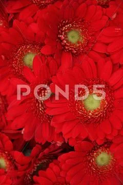 Just red gerberas Stock Photos