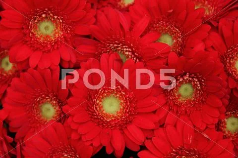Just red gerberas Stock Photos