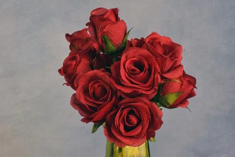 Just roses Stock Photos