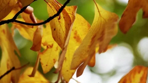 Just a simple closeup shot of some yellow leaves blowing in the wind in the f Stock Footage 93781899