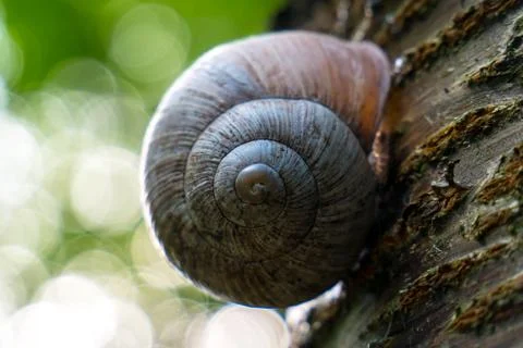 Just a Snail on a tree Stock Photos