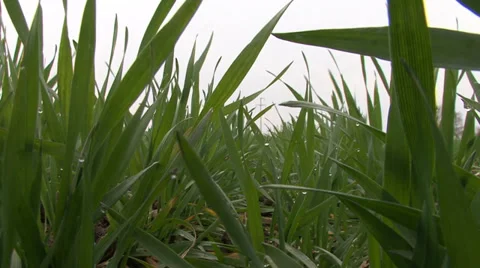 Just sprouted wheat Stock-Footage 36986972