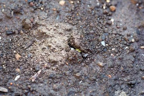 Just sprouting from the ground Stock Photos