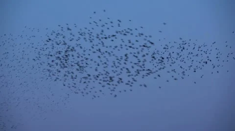 Murmuration Stock Footage ~ Royalty Free Stock Videos | Page 2