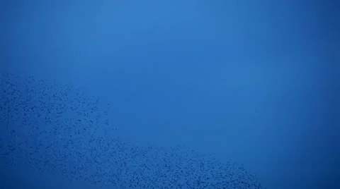 Just starlings 0102 03B Stock Footage 22225053