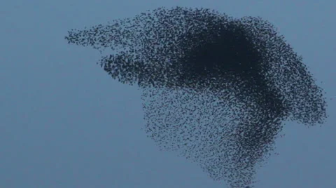 Just starlings  Stock Footage