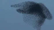 Just Starlings  Stock Footage