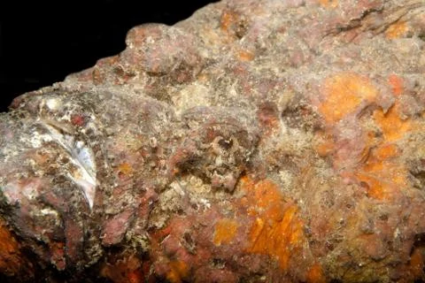 Just a stonefish Stock Photos
