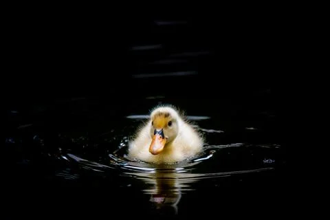 Just swimming Stock Photos
