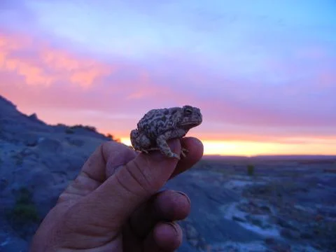 Just Toadin' It Foto stock