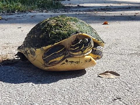 Just a Turtle Stock Photos