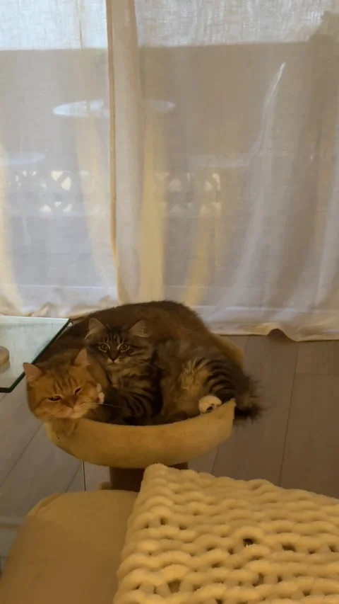 Just Two Kitties Chilling and Cuddling, Los Angeles, California, USA Stock Footage 339978218