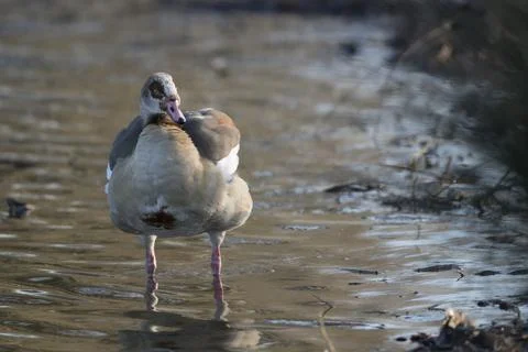 Just wading around Stock-Fotos
