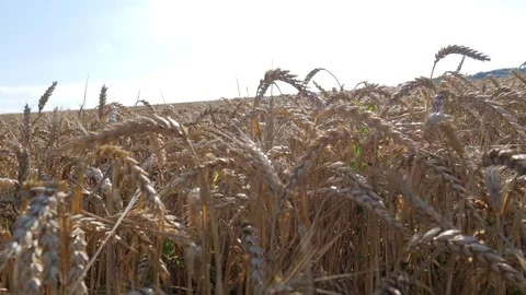 Just walk in wheat Stock Footage 77645888