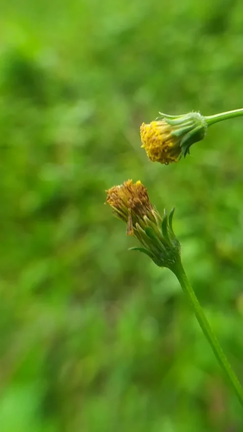 Just we are Stock Footage 276202509