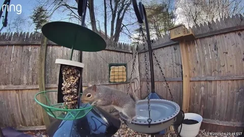 Just When You Think You Finally Squirrel-Proofed Your Bird Feeder, Springfield,  Stock Footage 324822812