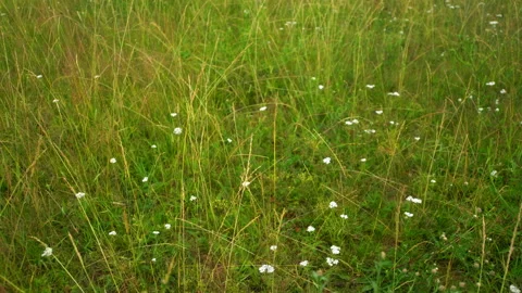 Just wild grass in the meadow Video stock 153032675