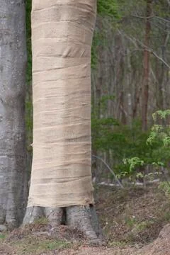 With Jute, beech trees where the light intensity has been changed by grubbing Stock Photos