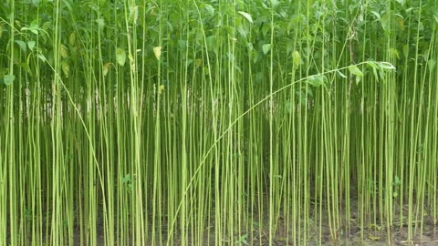 Jute Crop Field Video stock 340757805