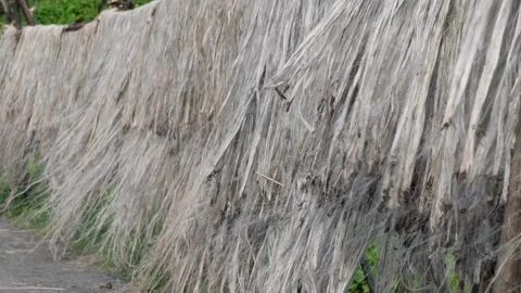 Jute fiber drying Stock Footage 320004115