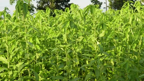 Jute Field Under Clear Blue Sky Stock Footage 312778889