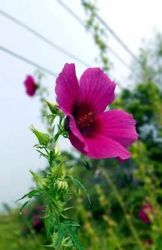JUTE FLOWER. Stock Photos